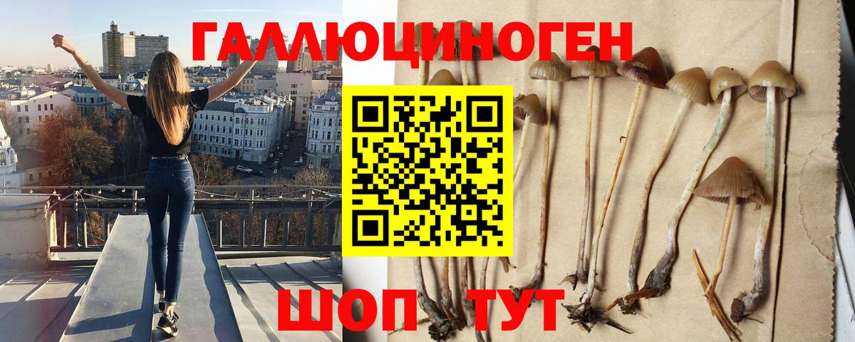 Галлюциногенные грибы Psilocybe  наркота  Кимры  Вход с VPN 